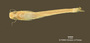 Auchenipterus brevior FMNH 53249 holo v